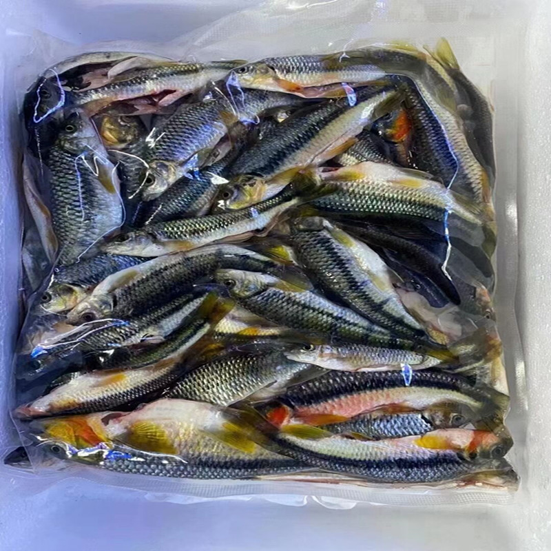 千岛湖野生溪水石斑鱼红腹光唇鱼新鲜活鱼淡水冷水小溪鱼活鱼现杀