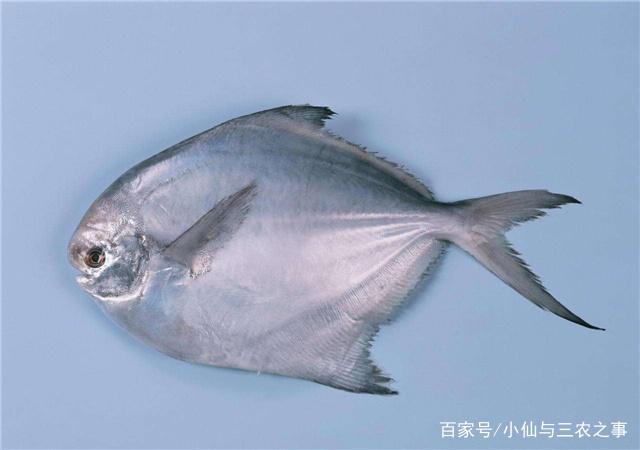 探秘淡水鱼养殖 种类多样，因鱼而异的饲养之道