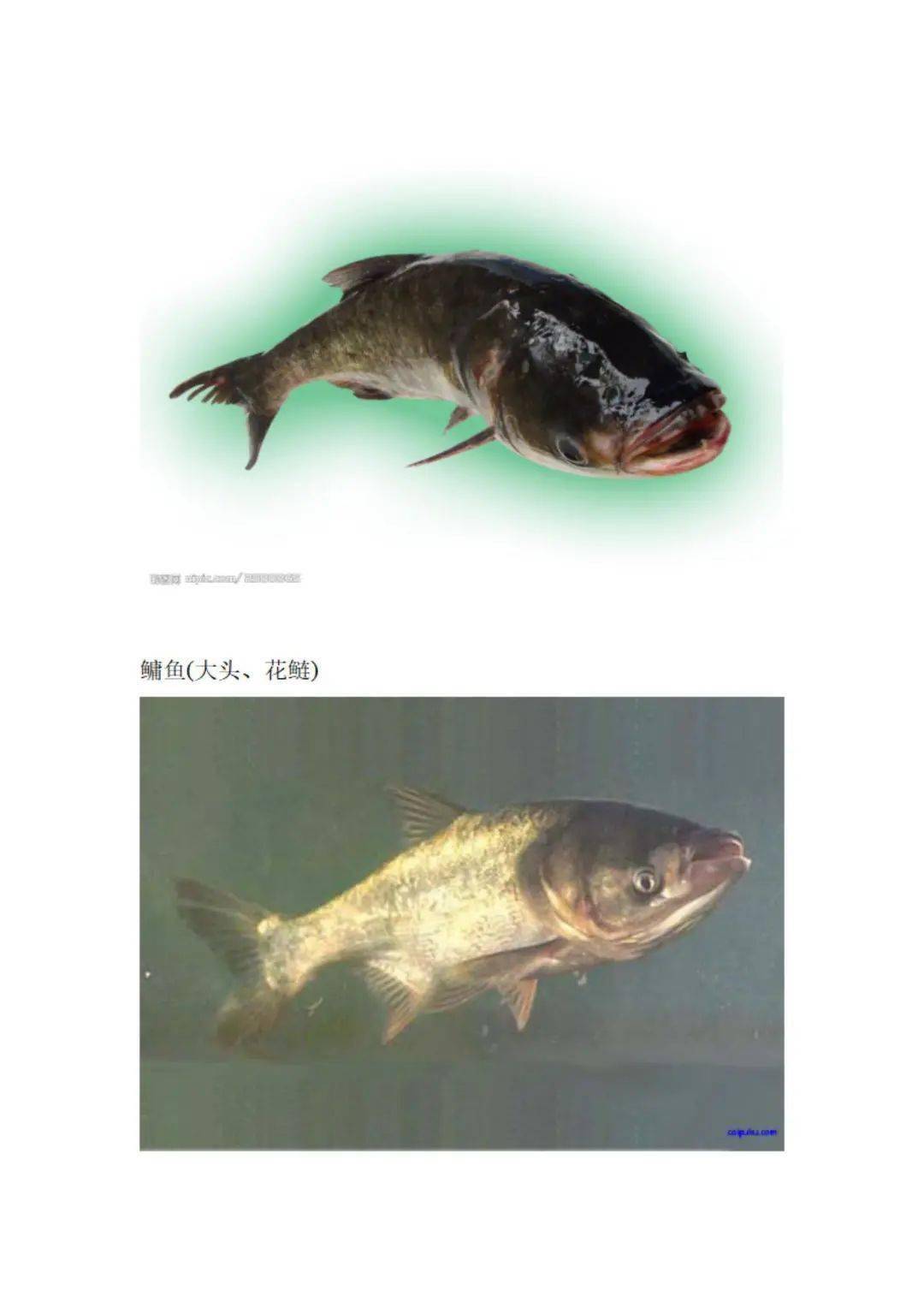 常见淡水鱼介绍